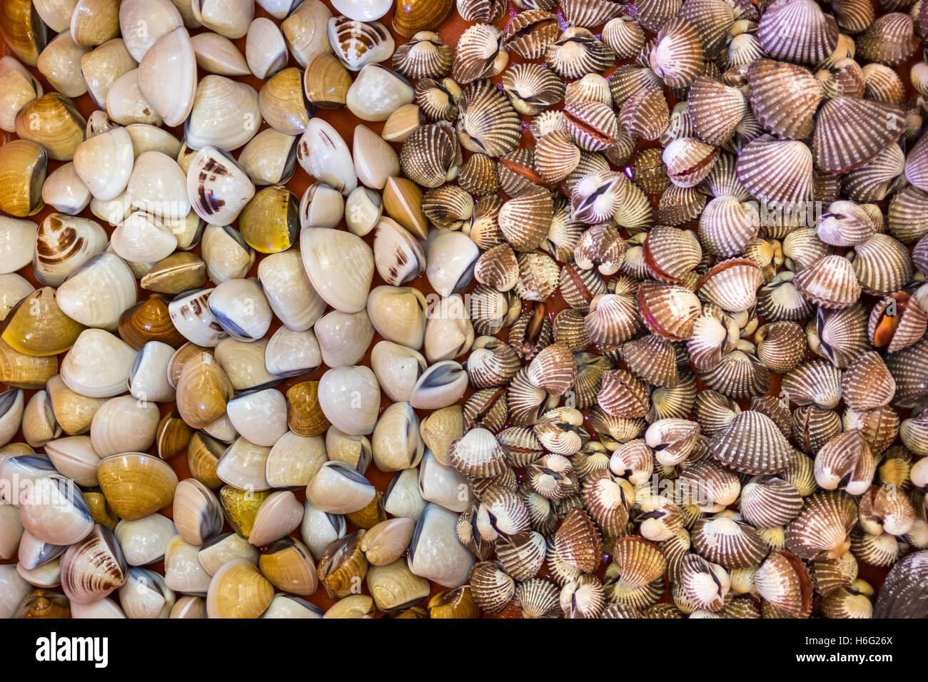Fresh live clams seen in the live seafood section of a restaurant Stock