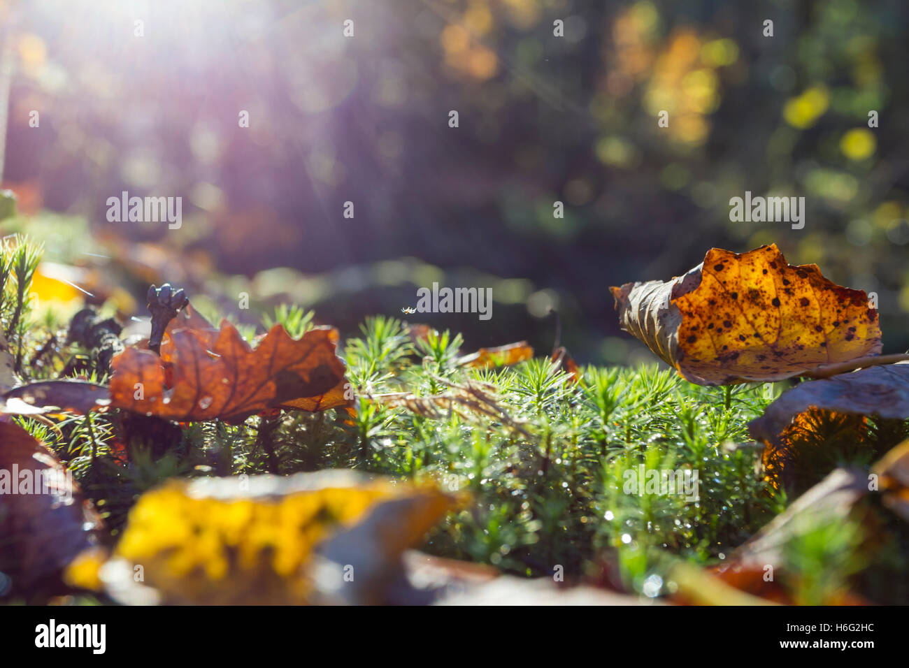 Herbstlaub im Gegenlicht, foliage in the backlight Stock Photo