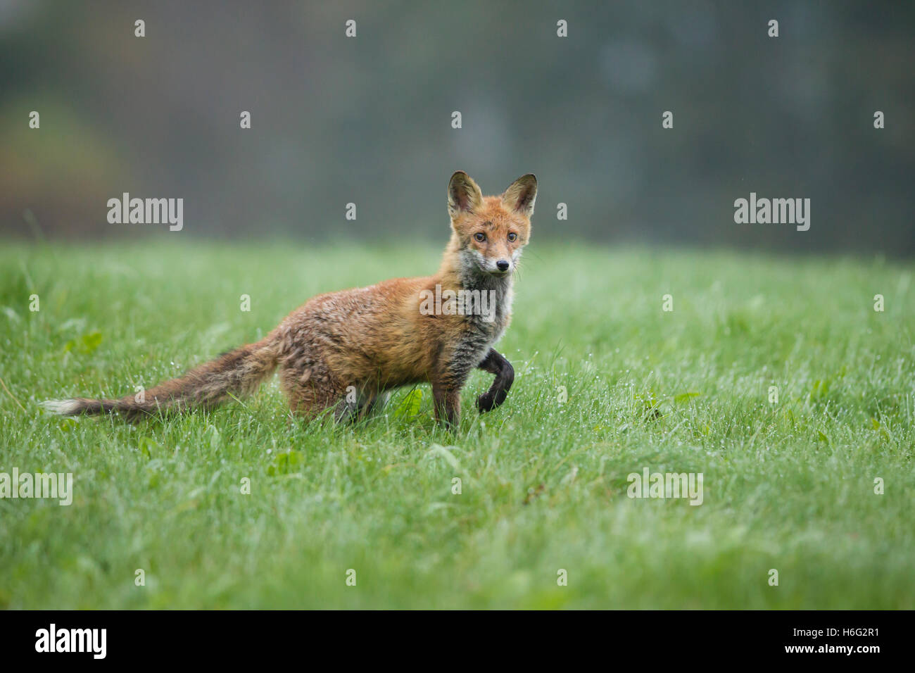 Rotfuchs, Vulpes vulpes, red fox Stock Photo