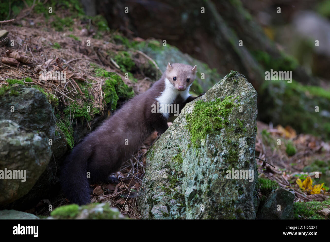 Steinmarder, Martes foina, white breasted marten Stock Photo