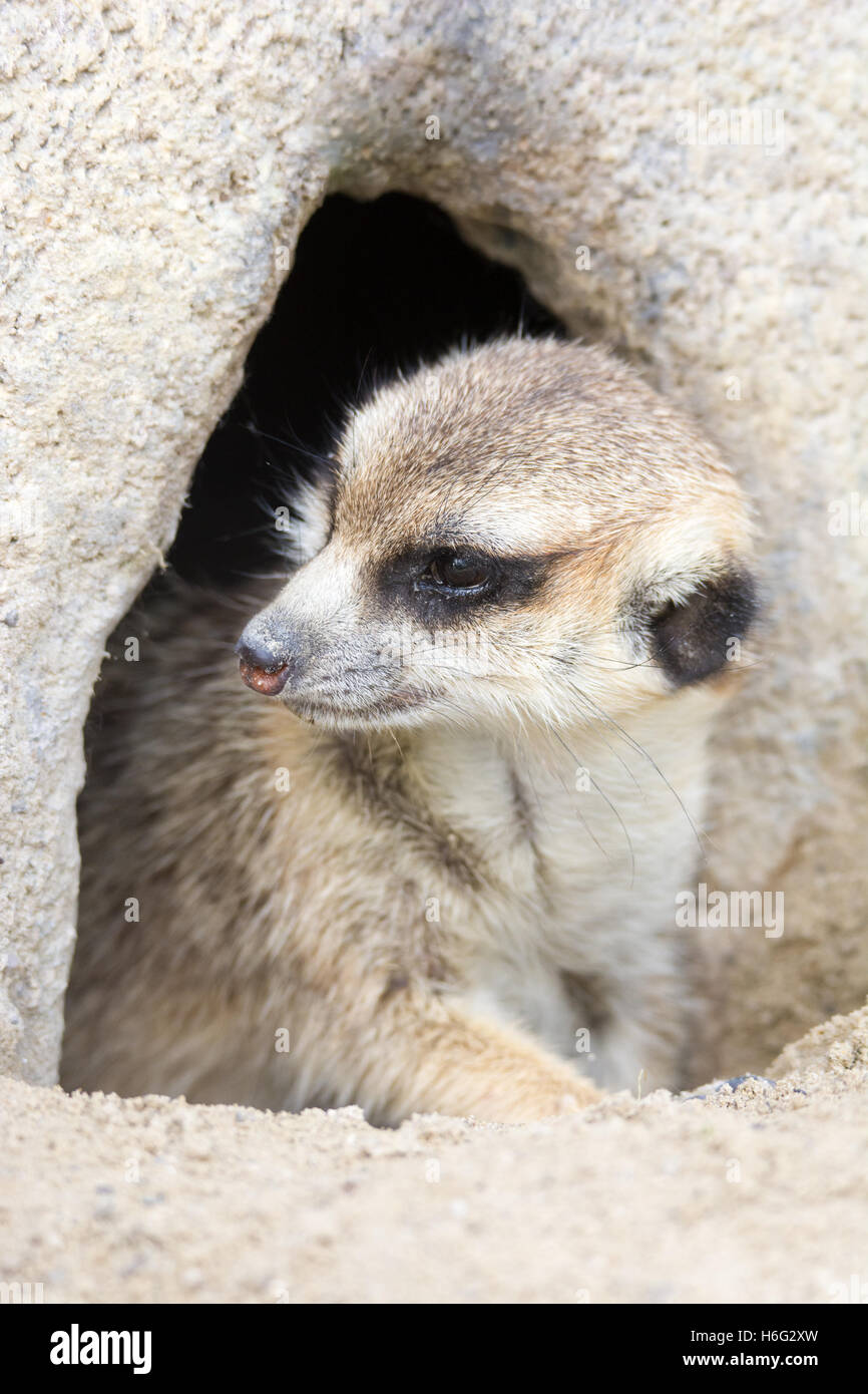 Closeup of a meerkat (Suricata suricatta) hidden in a rock hole Stock Photo