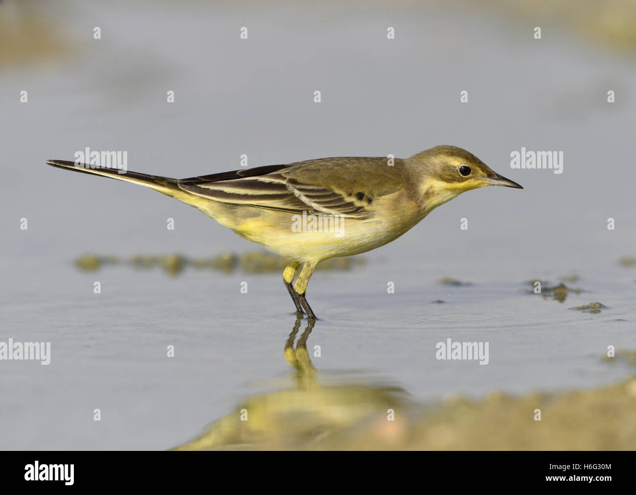 Yellow Wagtail - Motacilla flava Stock Photo