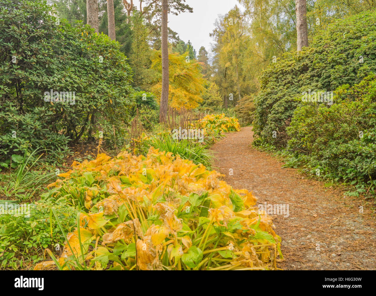Path by a stream with the flowers and trees turning to yellow Stock Photo
