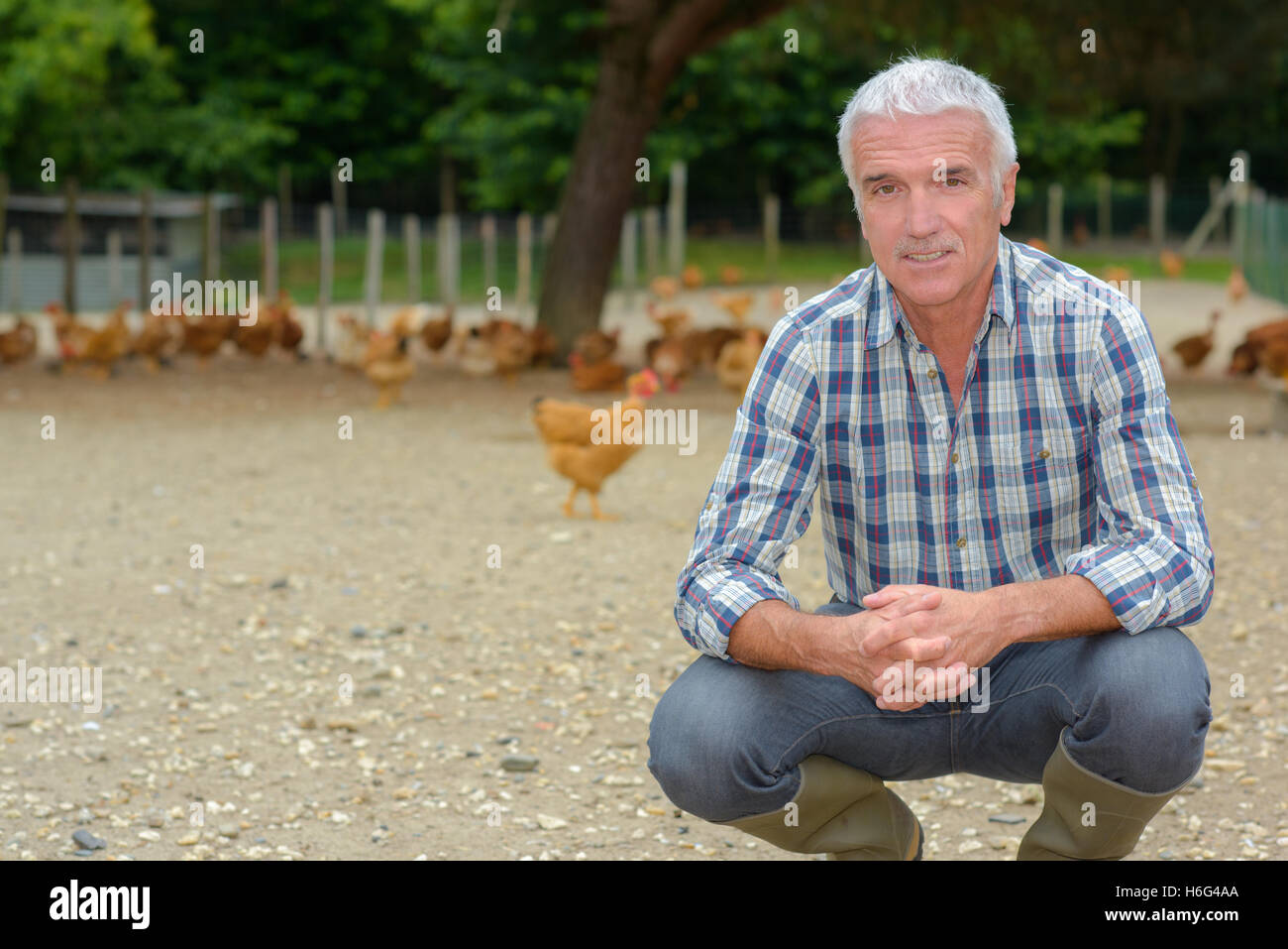 farmer inside a chicken run Stock Photo