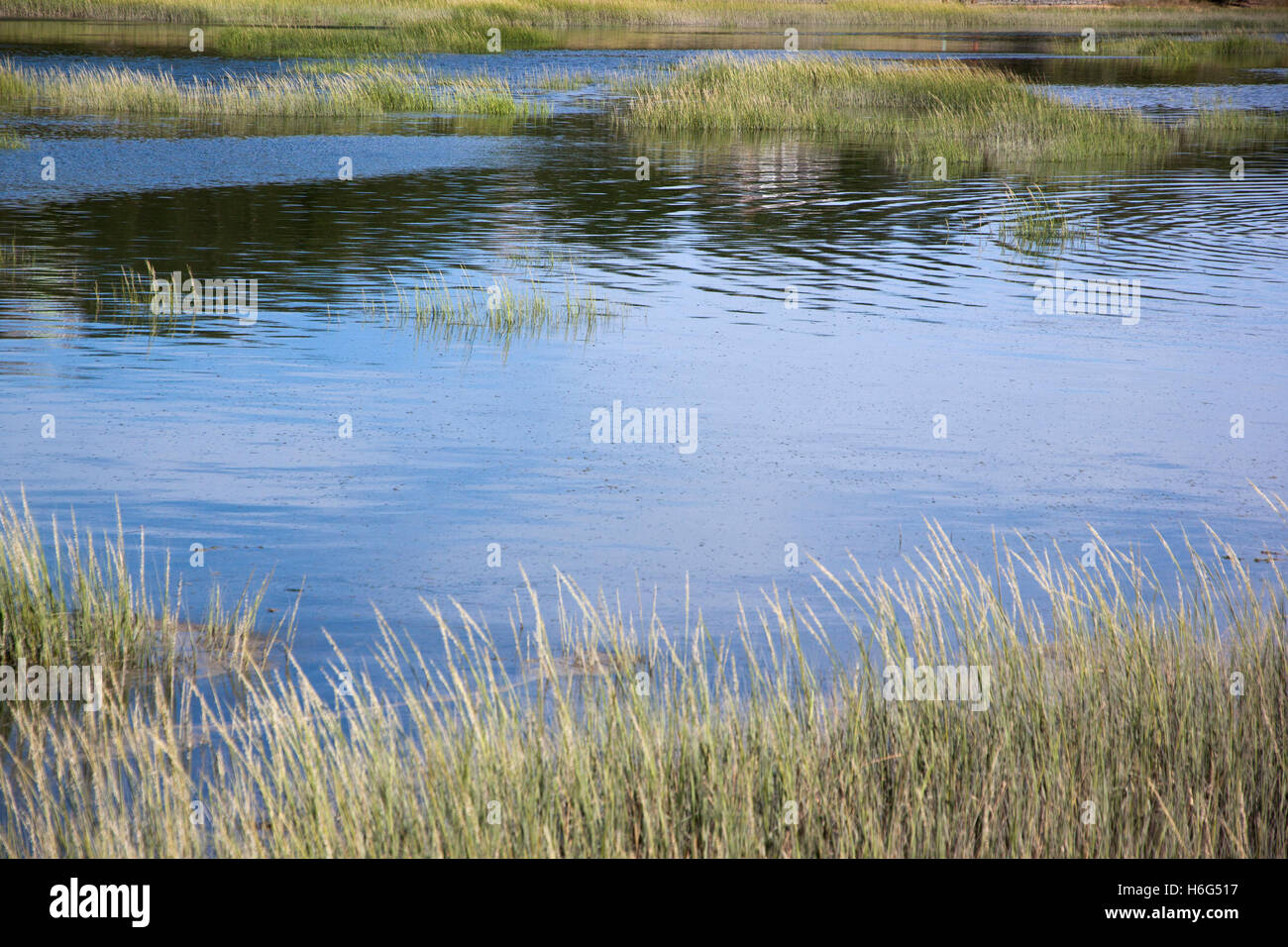 Cordgrass (Spartina alterniflora) in a salt water marsh creek at high tide. Stock Photo