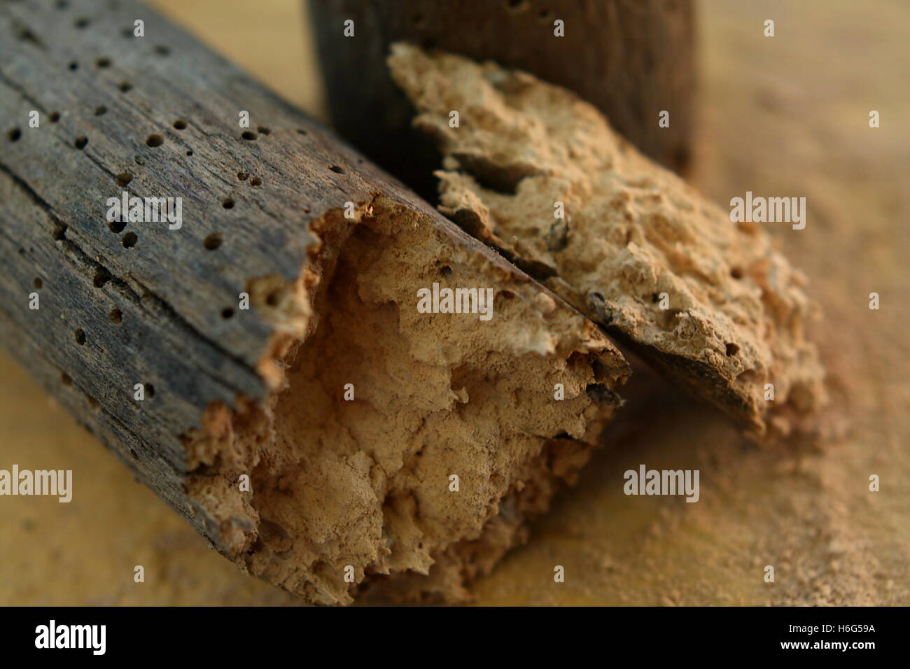 A brittle piece of wood decayed by woodworms Stock Photo