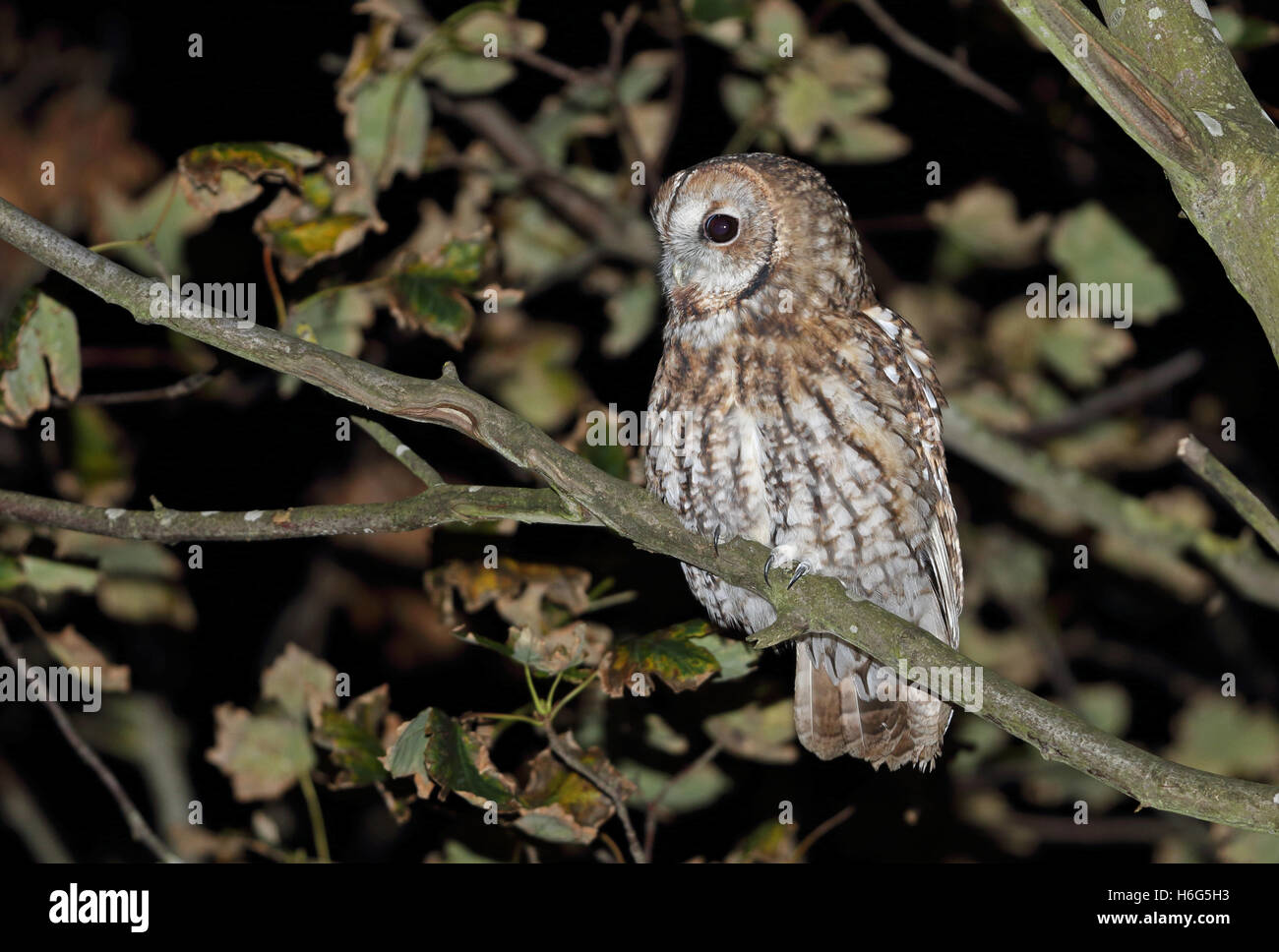 Tawny Owl (Strix aluco sylvatica) adult male perched on branch  Eccles-on-sea, Norfolk        October Stock Photo