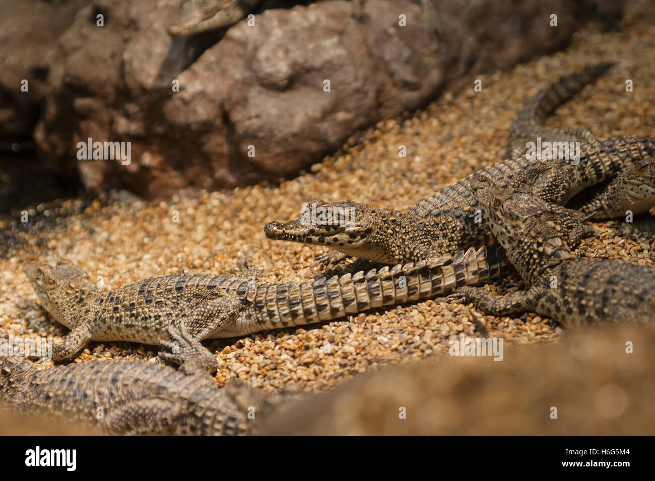 Small crocodiles lie near the pond on the small pebbles Stock Photo