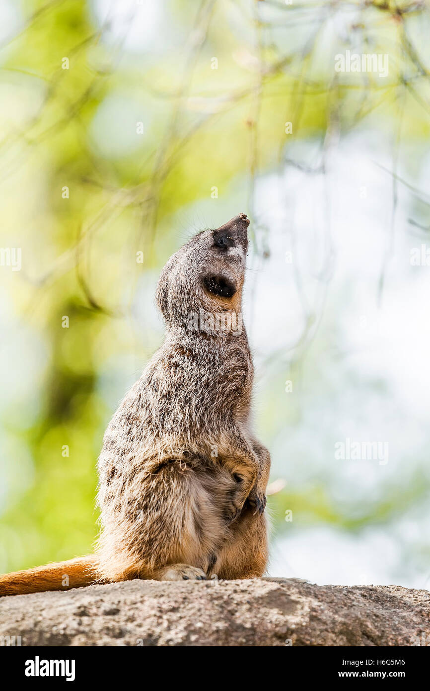 Thoughtful meerkats standing on their hind legs Stock Photo