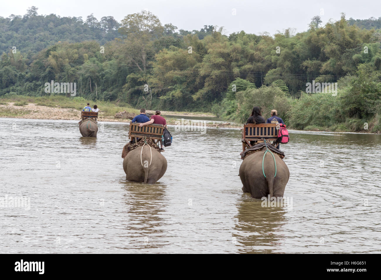Asian (Asiatic) elephant, Elephas maximus, crossing Nam Khan river, with tourists, Elephant Village, Ban Xieng Lom, Luang Prabang, Laos Stock Photo