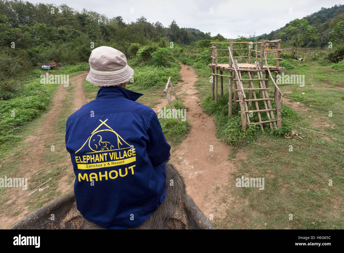 Mahout on elephant, by elephant mounting platform, teak forest