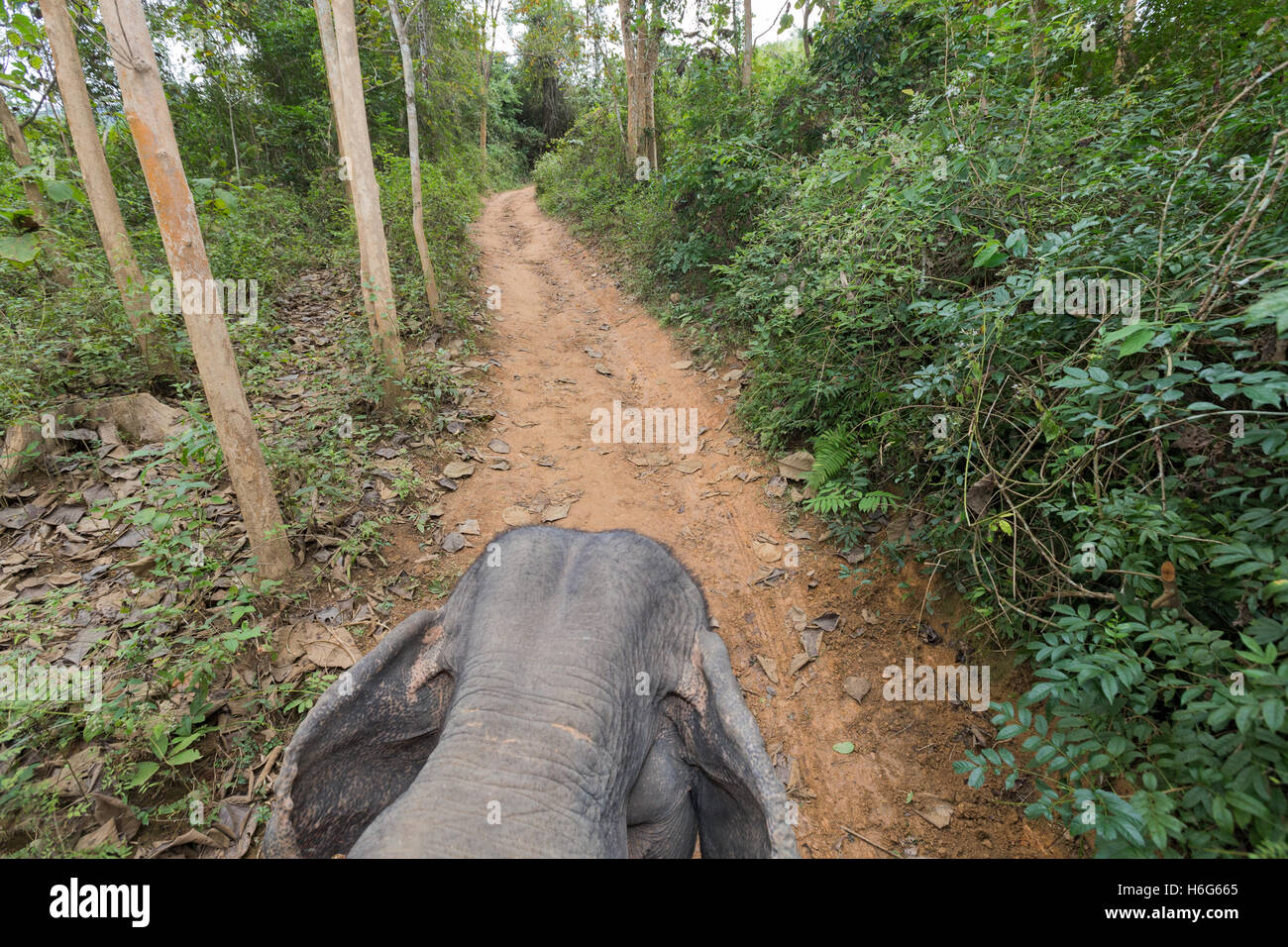 Teak Wood Plantation High Resolution Stock Photography and Images - Alamy