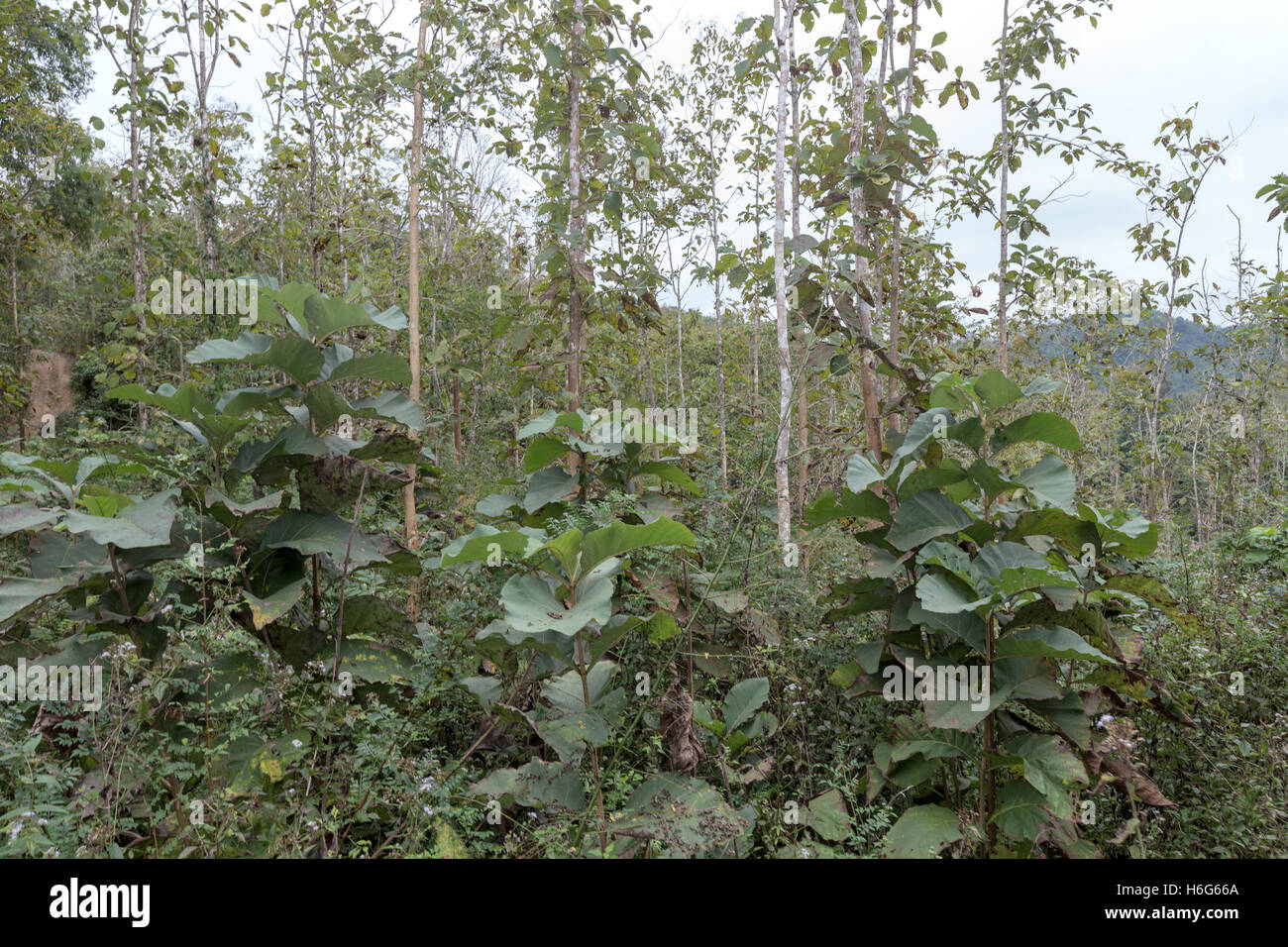 Teak Wood Plantation High Resolution Stock Photography and Images - Alamy