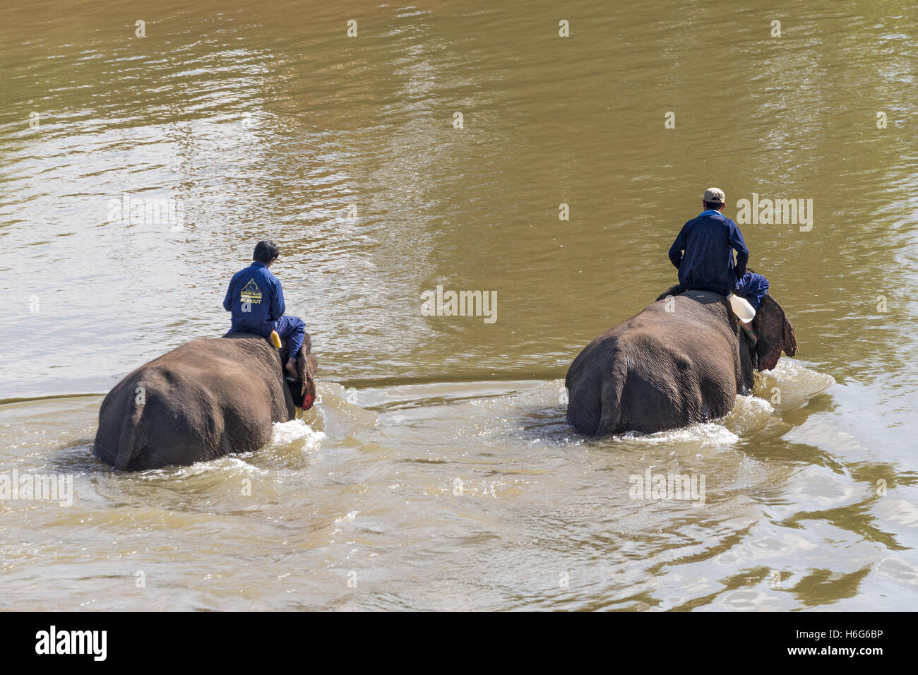 Asian (Asiatic) elephant, Elephas maximus, crossing Nam Khan river, Elephant Village, Ban Xieng Lom, Luang Prabang, Laos Stock Photo