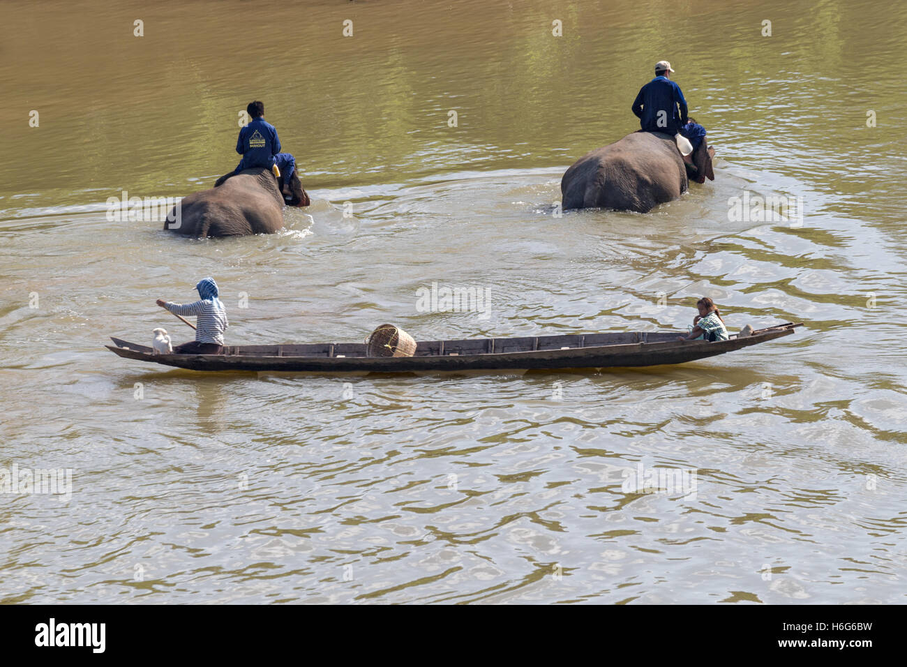 Asian (Asiatic) elephant, Elephas maximus, & boat crossing Nam Khan river, Elephant Village, Ban Xieng Lom, Luang Prabang, Laos Stock Photo