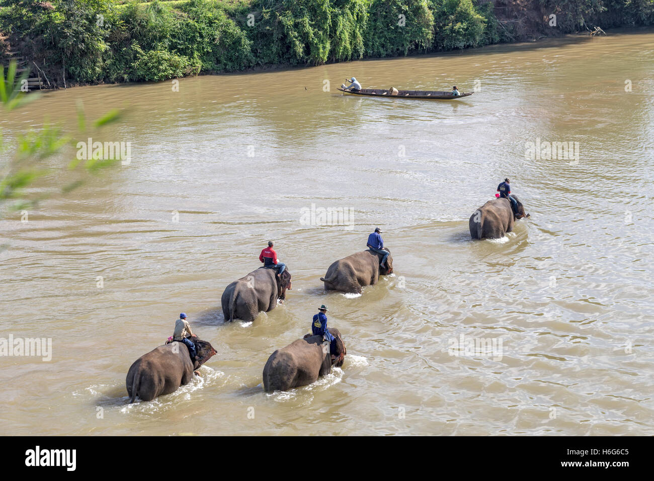 Asian (Asiatic) elephant, Elephas maximus, & boat crossing Nam Khan river, Elephant Village, Ban Xieng Lom, Luang Prabang, Laos Stock Photo
