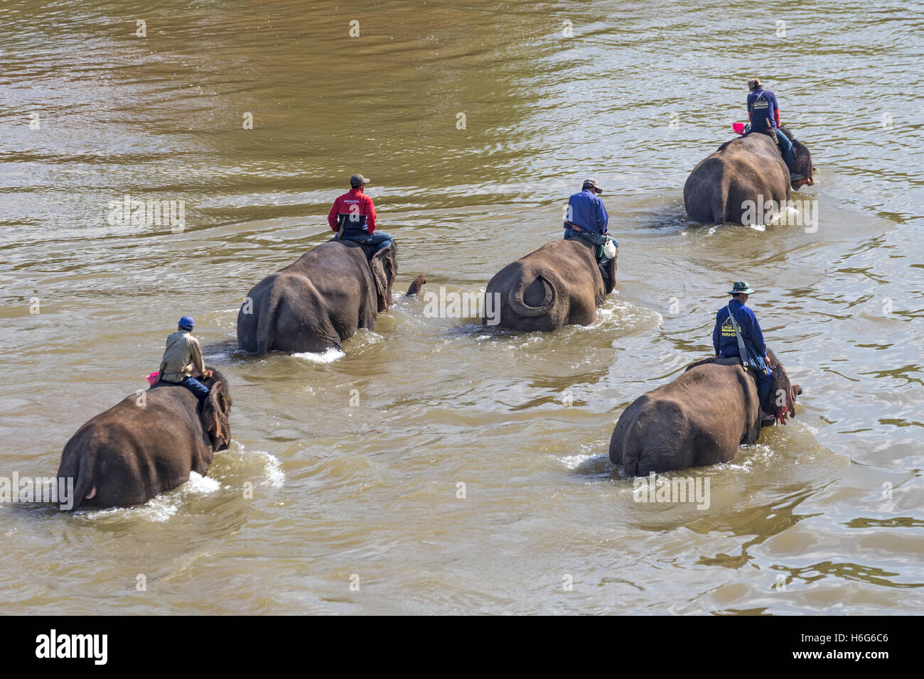 Asian (Asiatic) elephant, Elephas maximus, crossing Nam Khan river, Elephant Village, Ban Xieng Lom, Luang Prabang, Laos Stock Photo