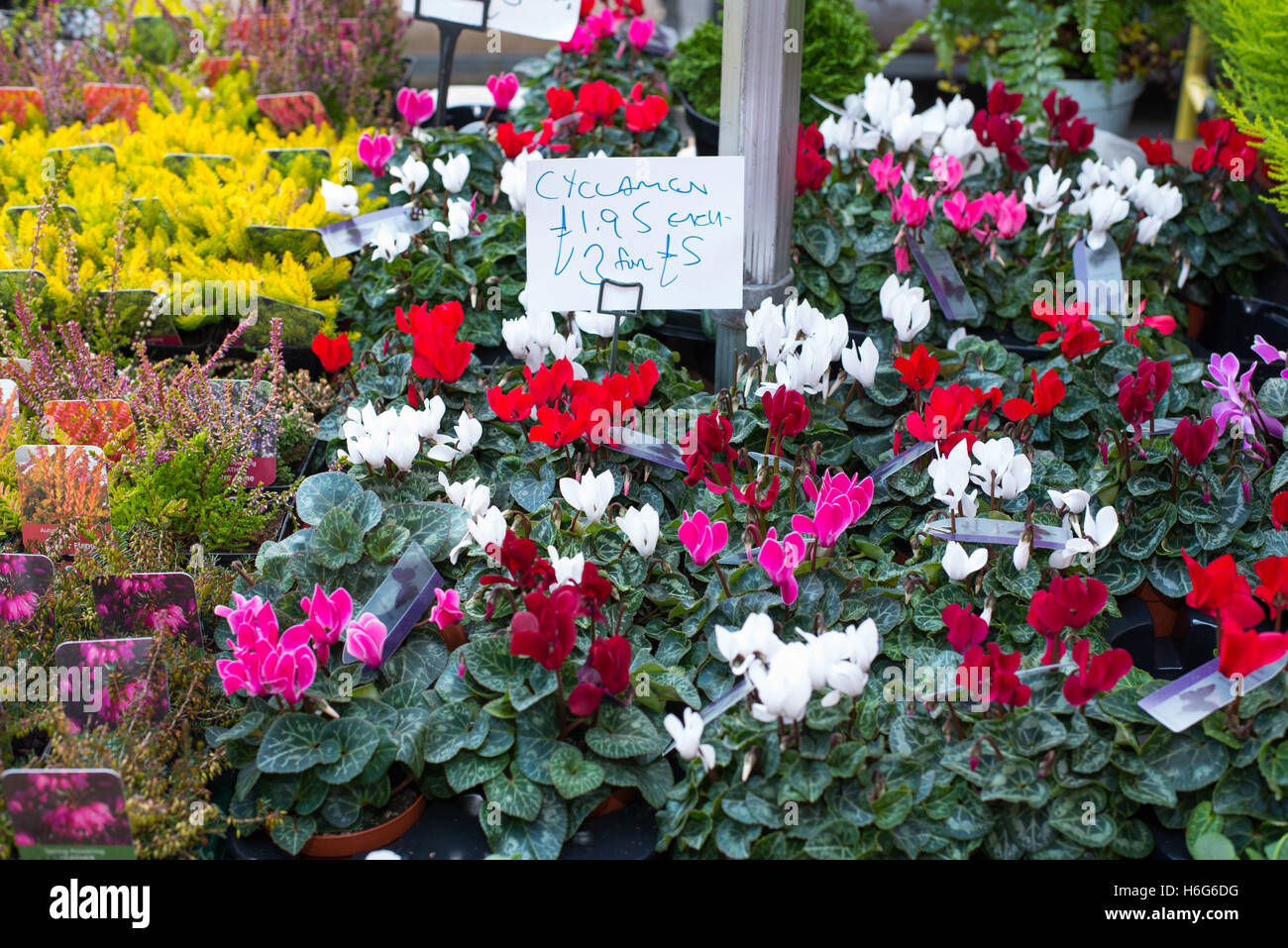 Flower stall, Friday street market, Brentwood, Essex Stock Photo Alamy