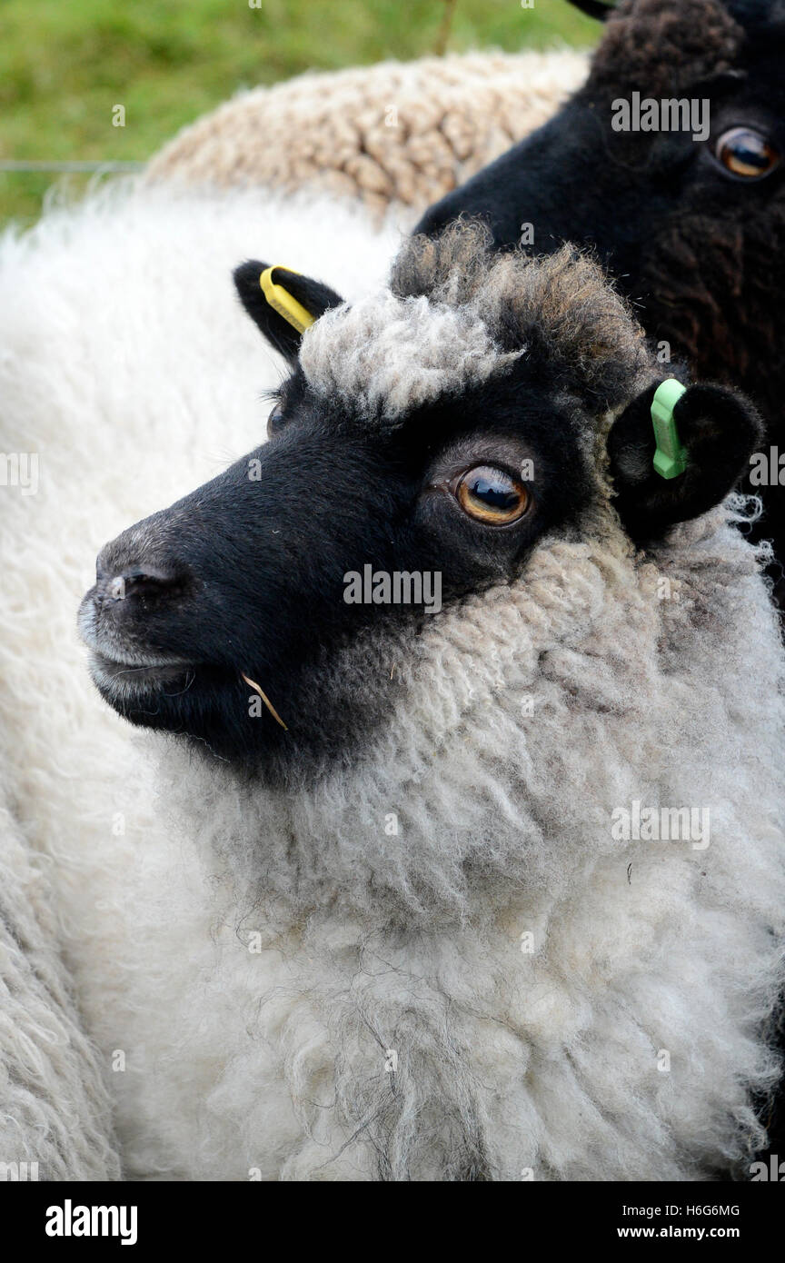 Peter Glanville with his flock of Shetland sheep that produce organic Shetland wool in natural colours. Stock Photo