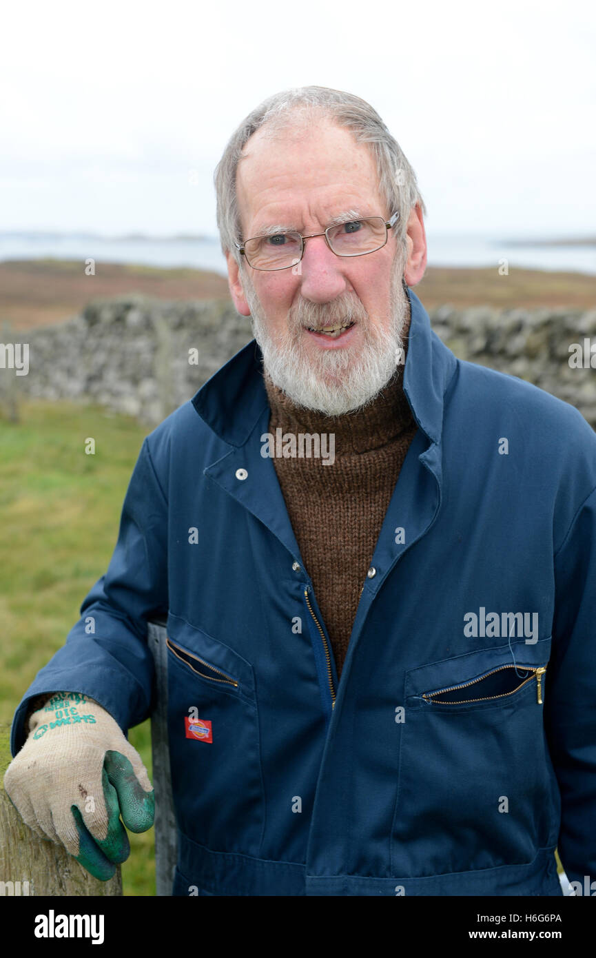 Peter Glanville with his flock of Shetland sheep that produce organic Shetland wool in natural colours. Stock Photo