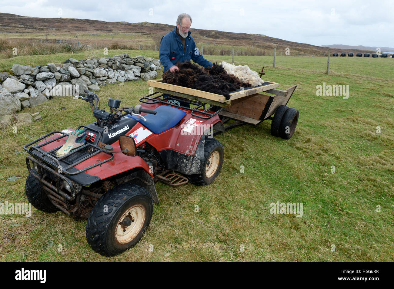 Peter Glanville with his flock of Shetland sheep that produce organic Shetland wool in natural colours. Stock Photo