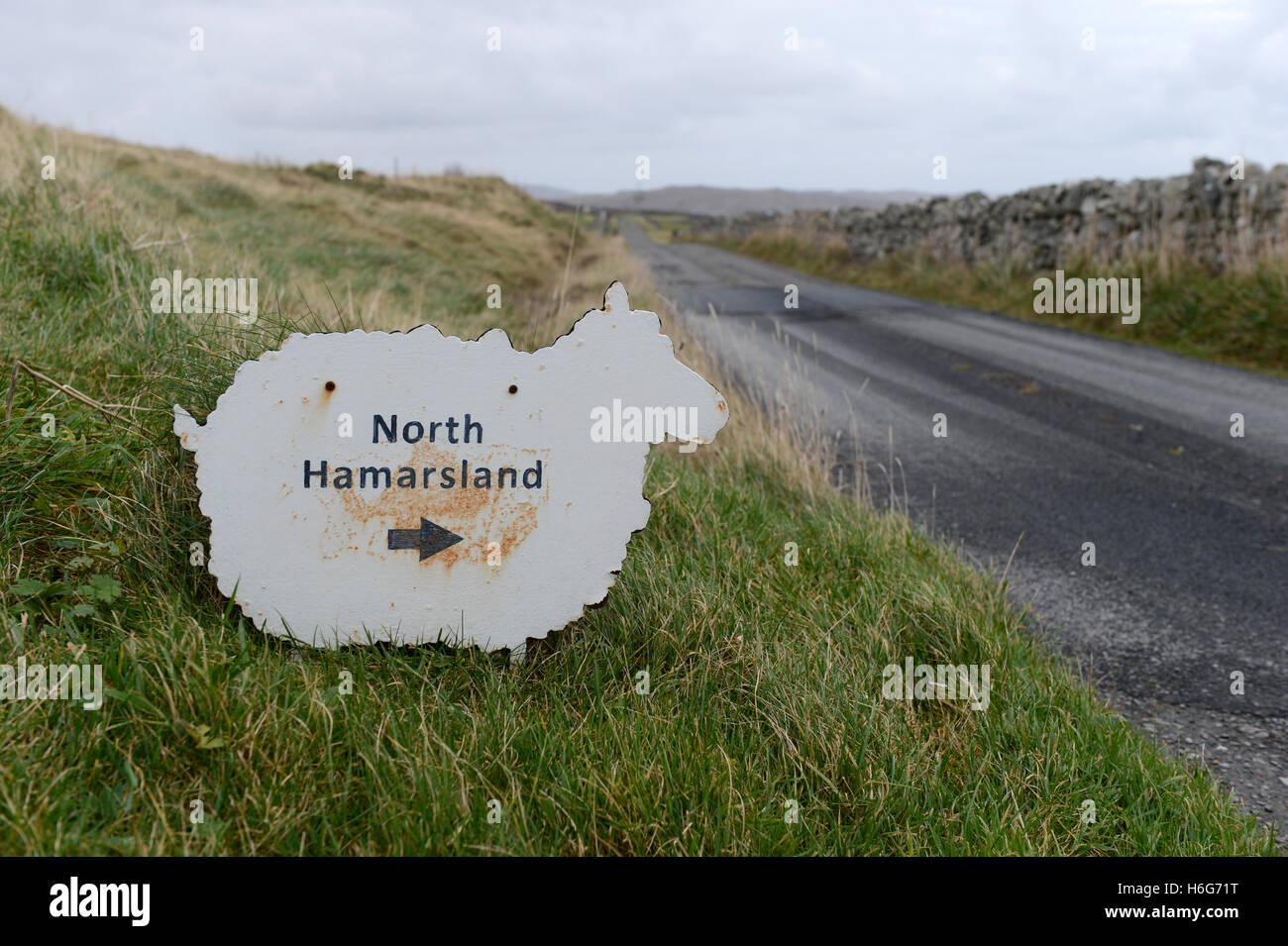 Peter Glanville with his flock of Shetland sheep that produce organic Shetland wool in natural colours. Stock Photo