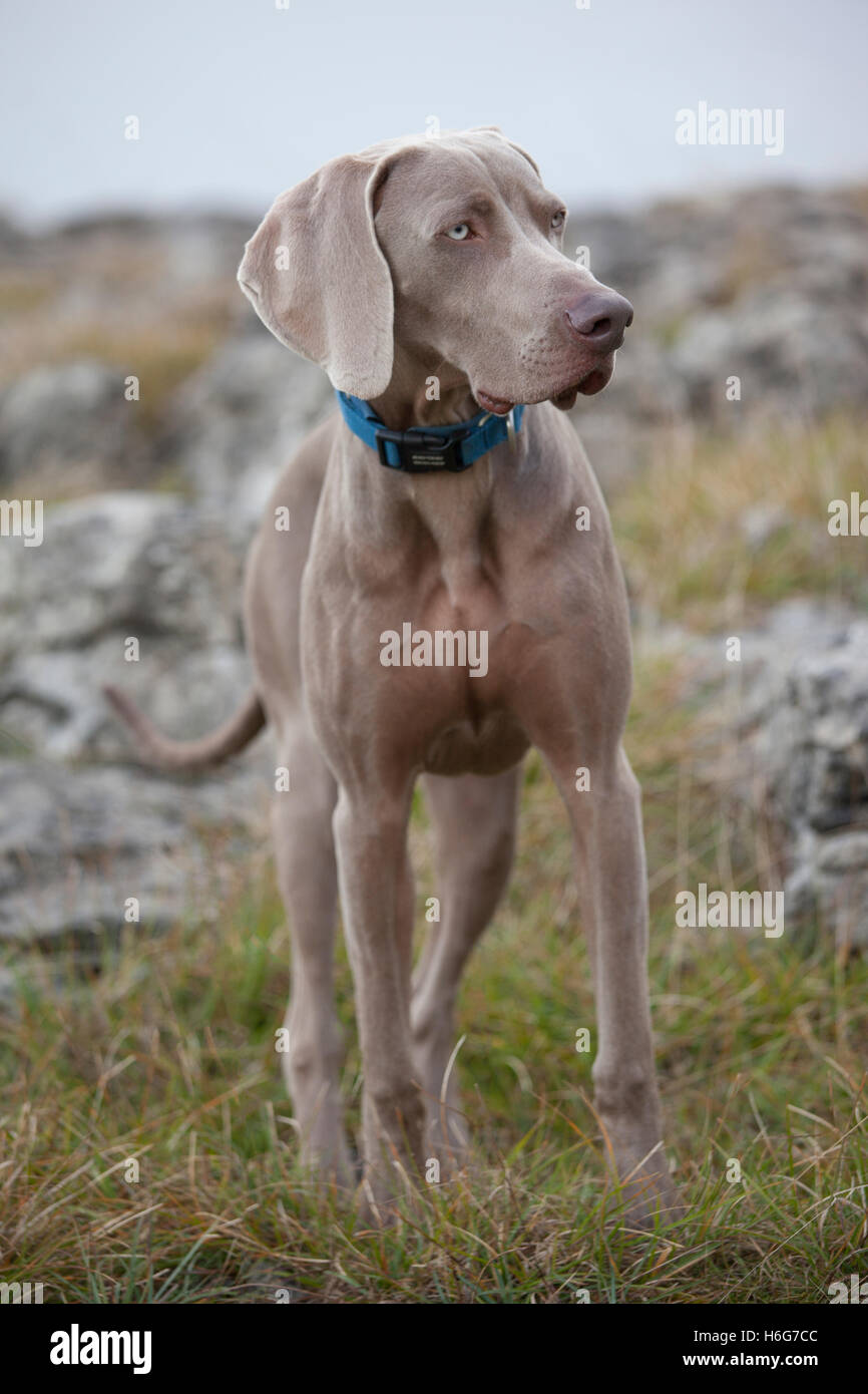 Ten month old Weimaraner puppy dog in countryside setting, Yorkshire Dales, UK Stock Photo