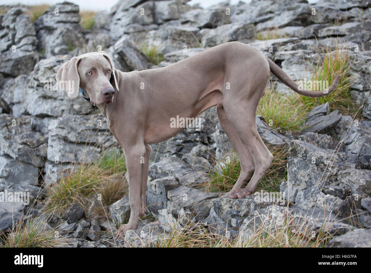 Ten month old Weimaraner puppy dog in countryside setting, Yorkshire Dales, UK Stock Photo