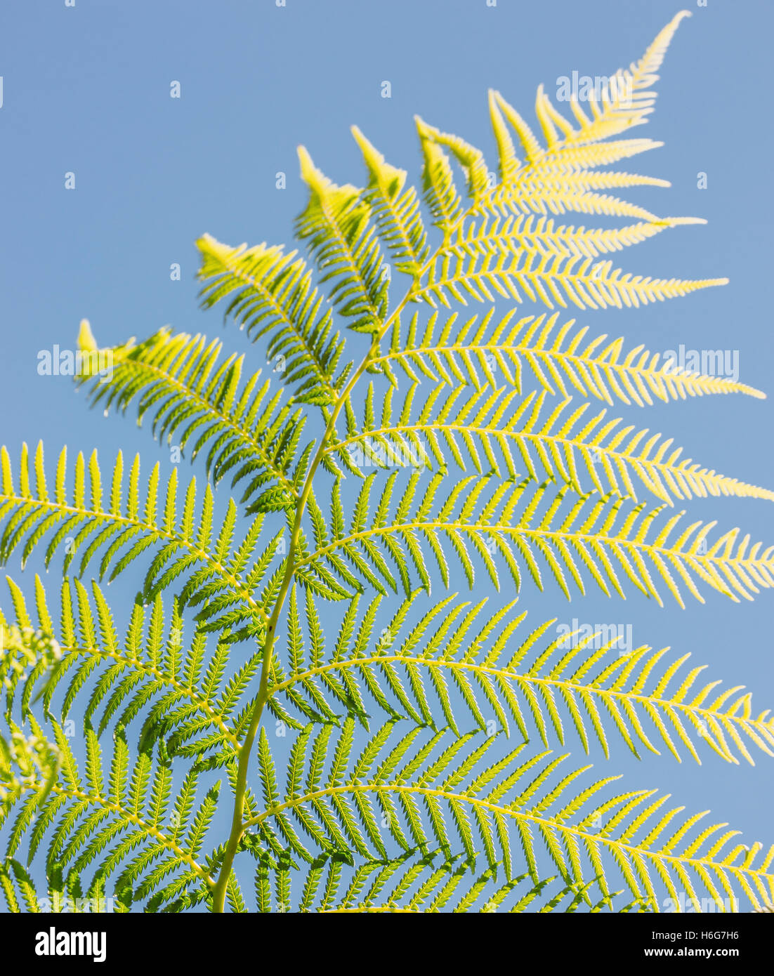 A closeup of a bright green fern against a blue sky. Stock Photo