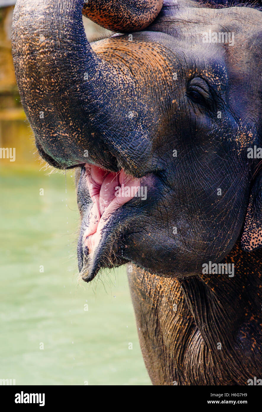 An Asian elephant trumpeting with water in the background. Stock Photo