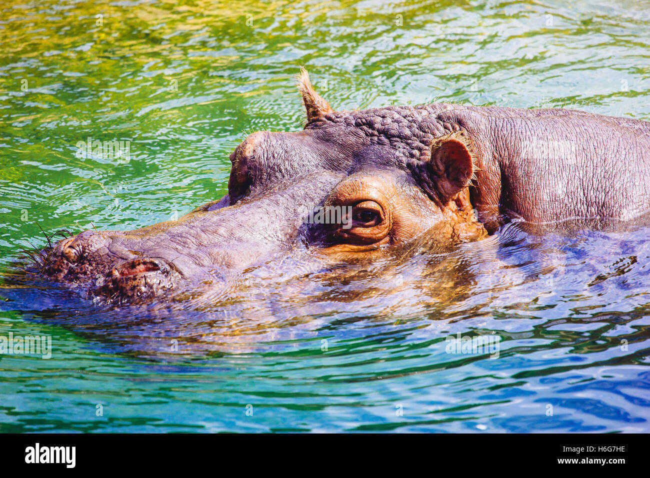 The head of a hippo coming out of the water in which the animal is submerged. Stock Photo
