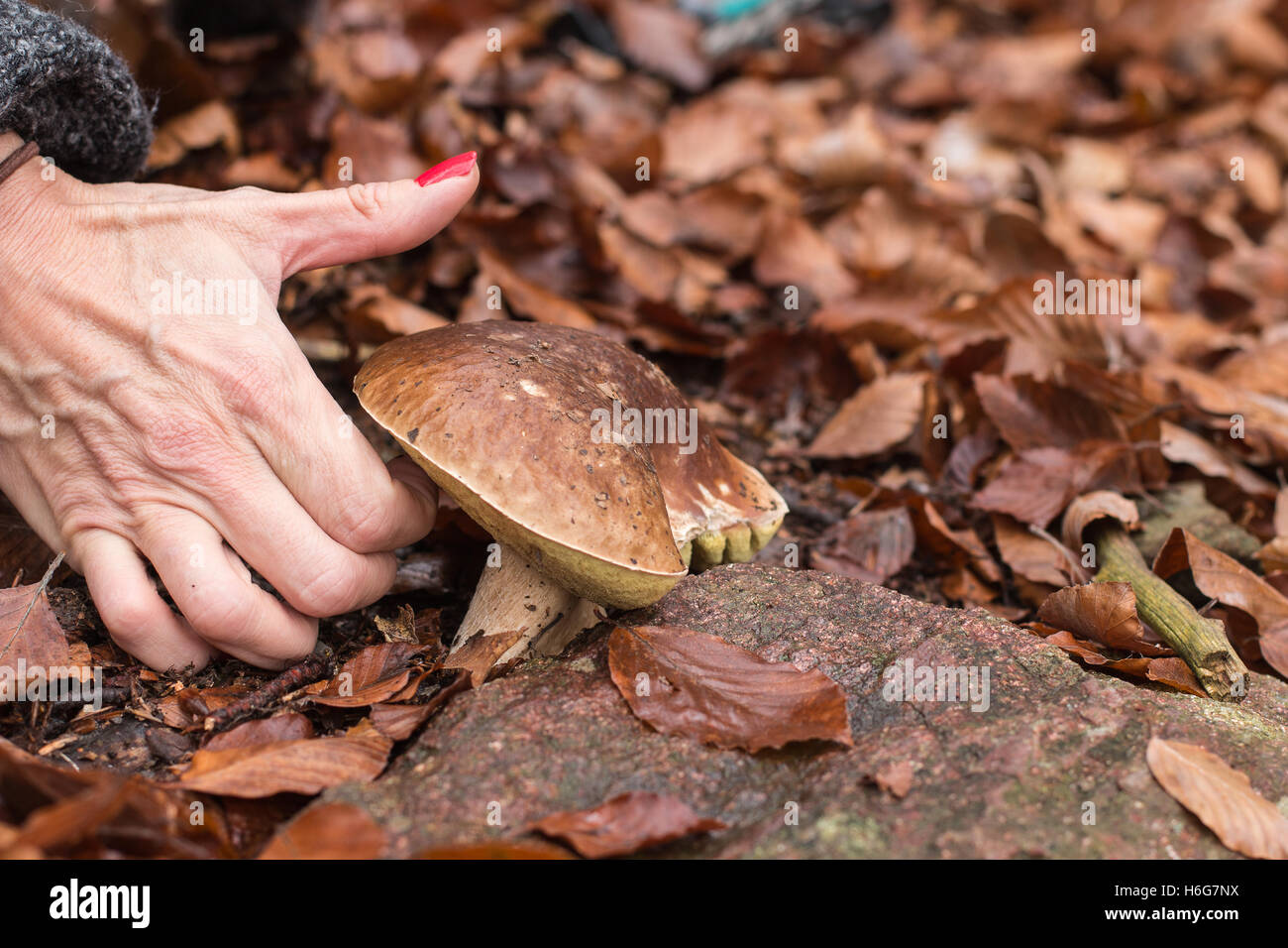 A woman's hand mushroom picking a funghi porcini in autumn fall season porino fungo fallen leaves in the background Stock Photo