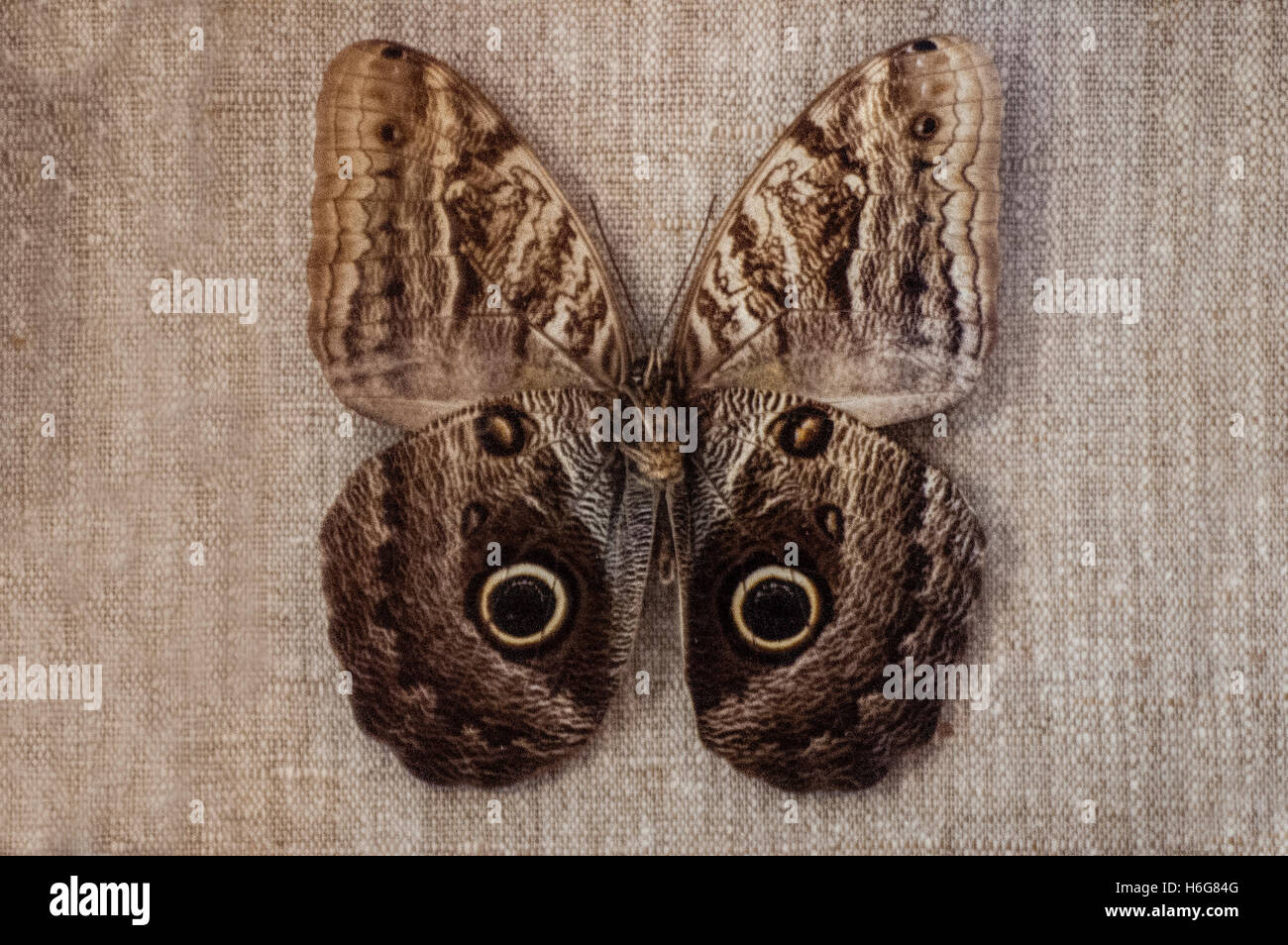 Photo Butterfly; insects, animals; image  Caligo marito, Stock Photo