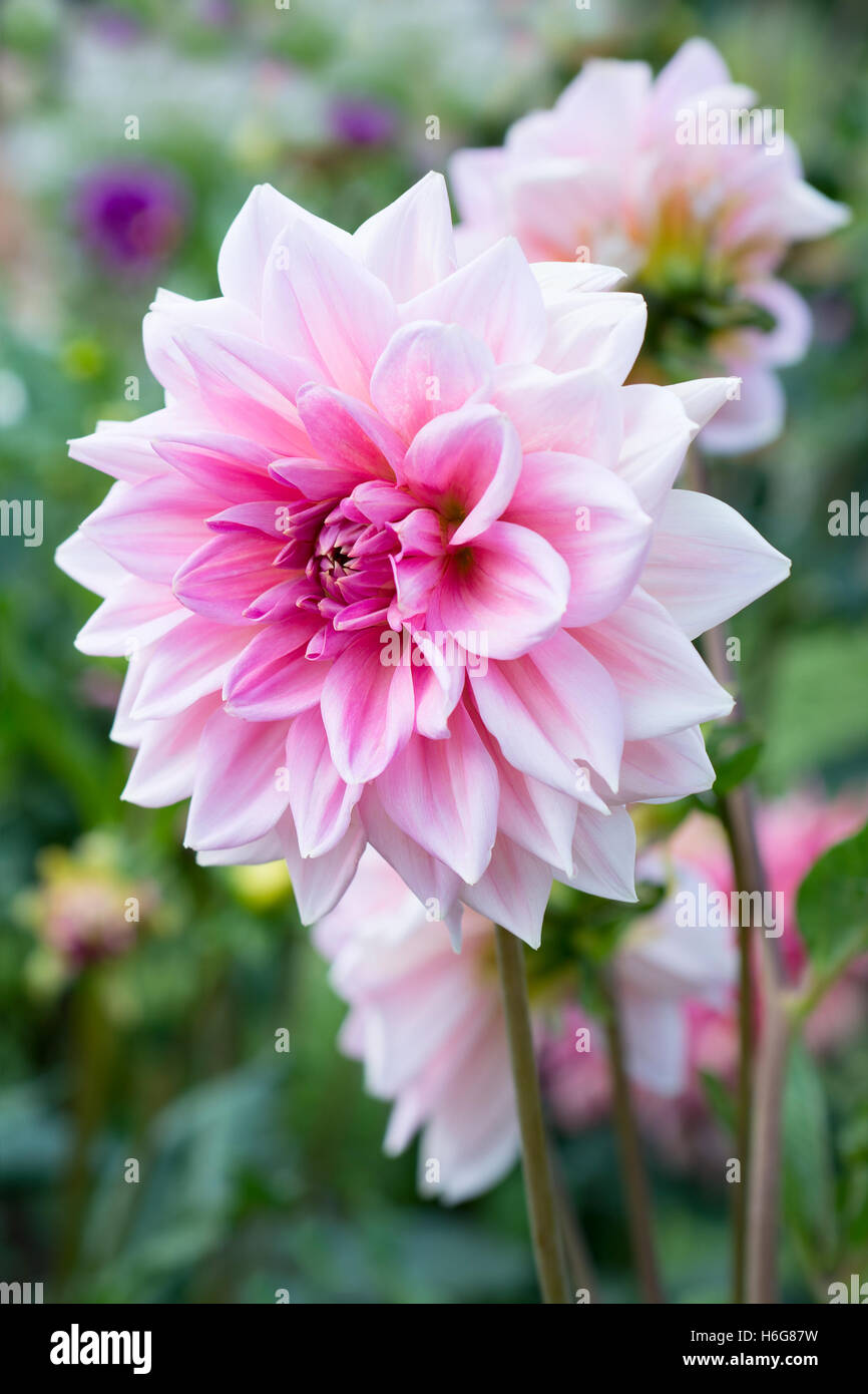 Pink dahlias bed hi-res stock photography and images - Alamy