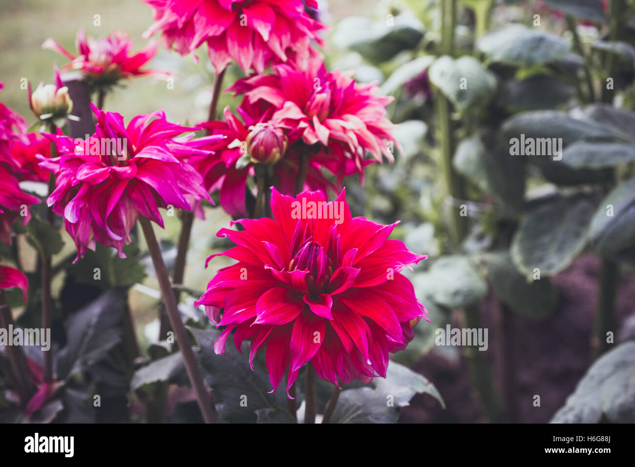 Dahlias flower flowers petal hi-res stock photography and images - Alamy
