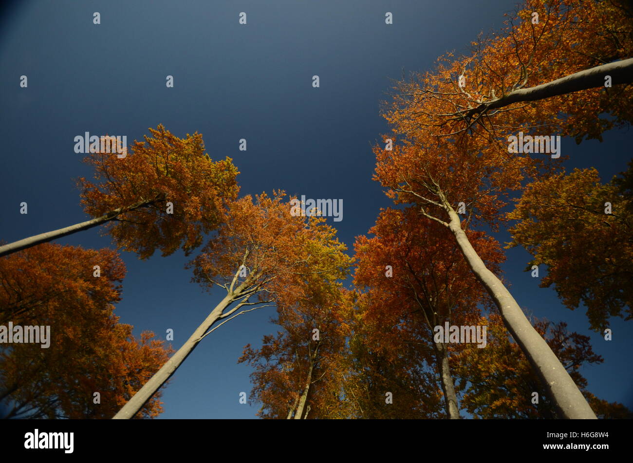 Deep blue sky autumn hi-res stock photography and images - Alamy