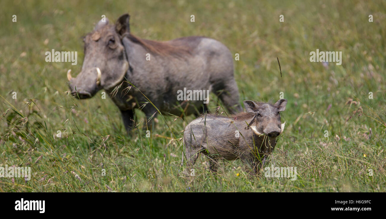common warthog Phacochoerus africanus pig and piglet together in grassland, youngster in focus