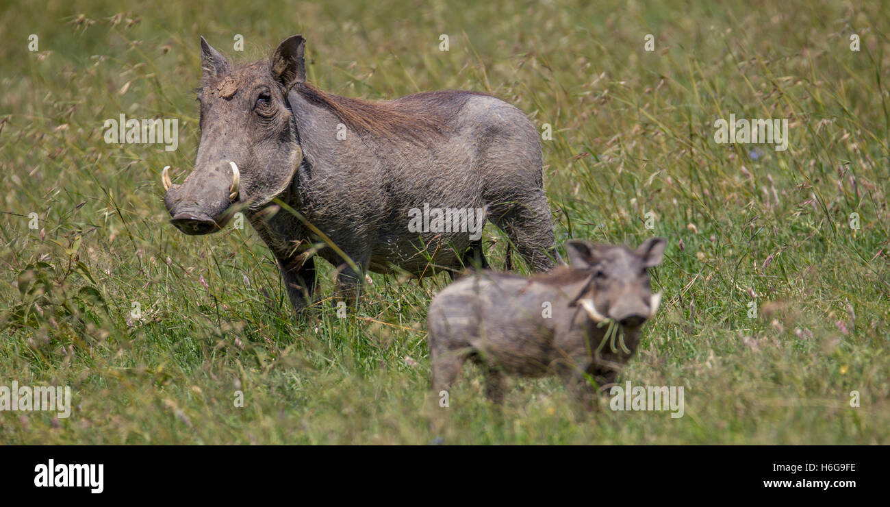 common warthog Phacochoerus africanus pig and piglet together in grassland, adult in focus