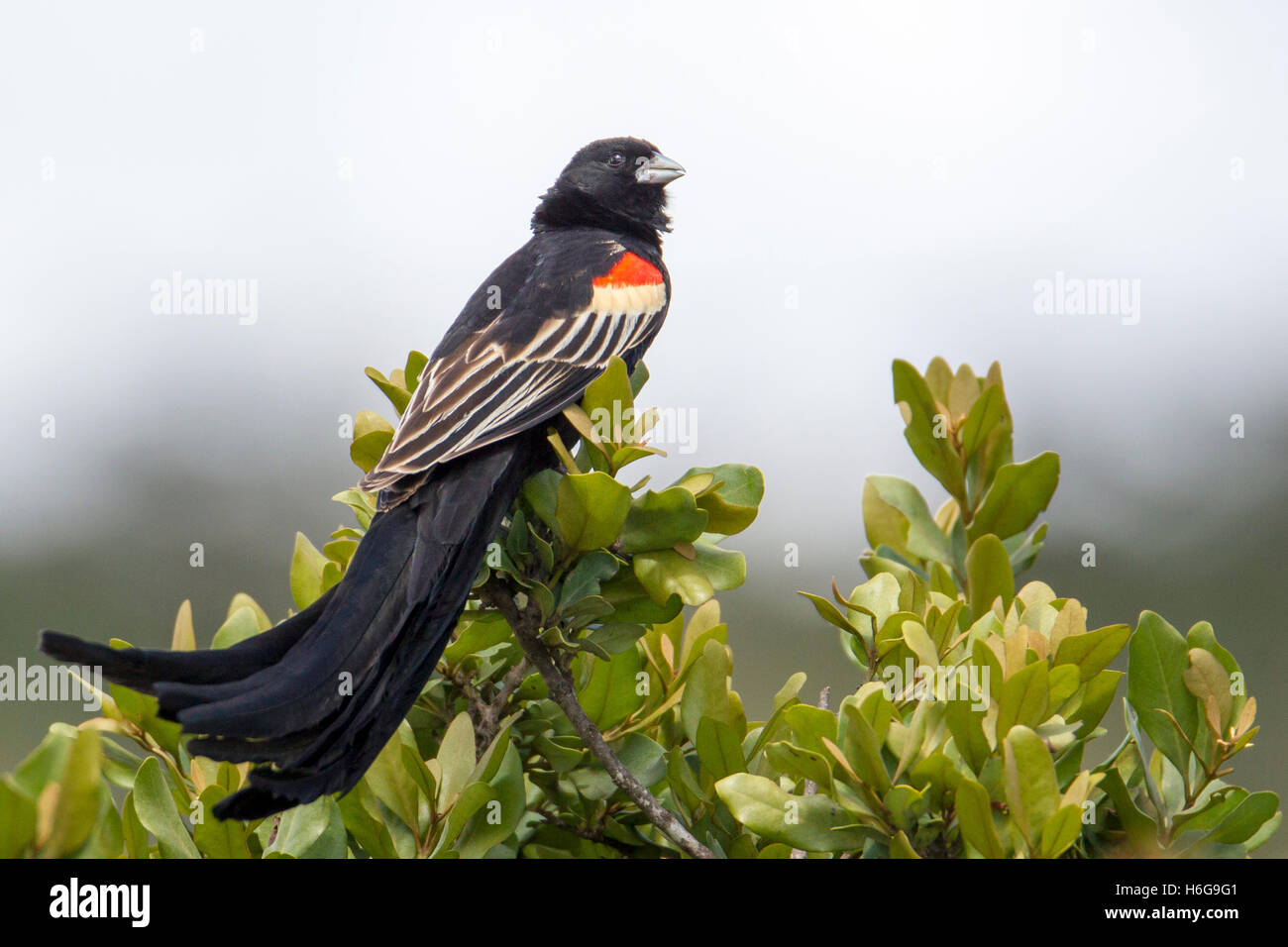 Sakabula bird hi-res stock photography and images - Alamy
