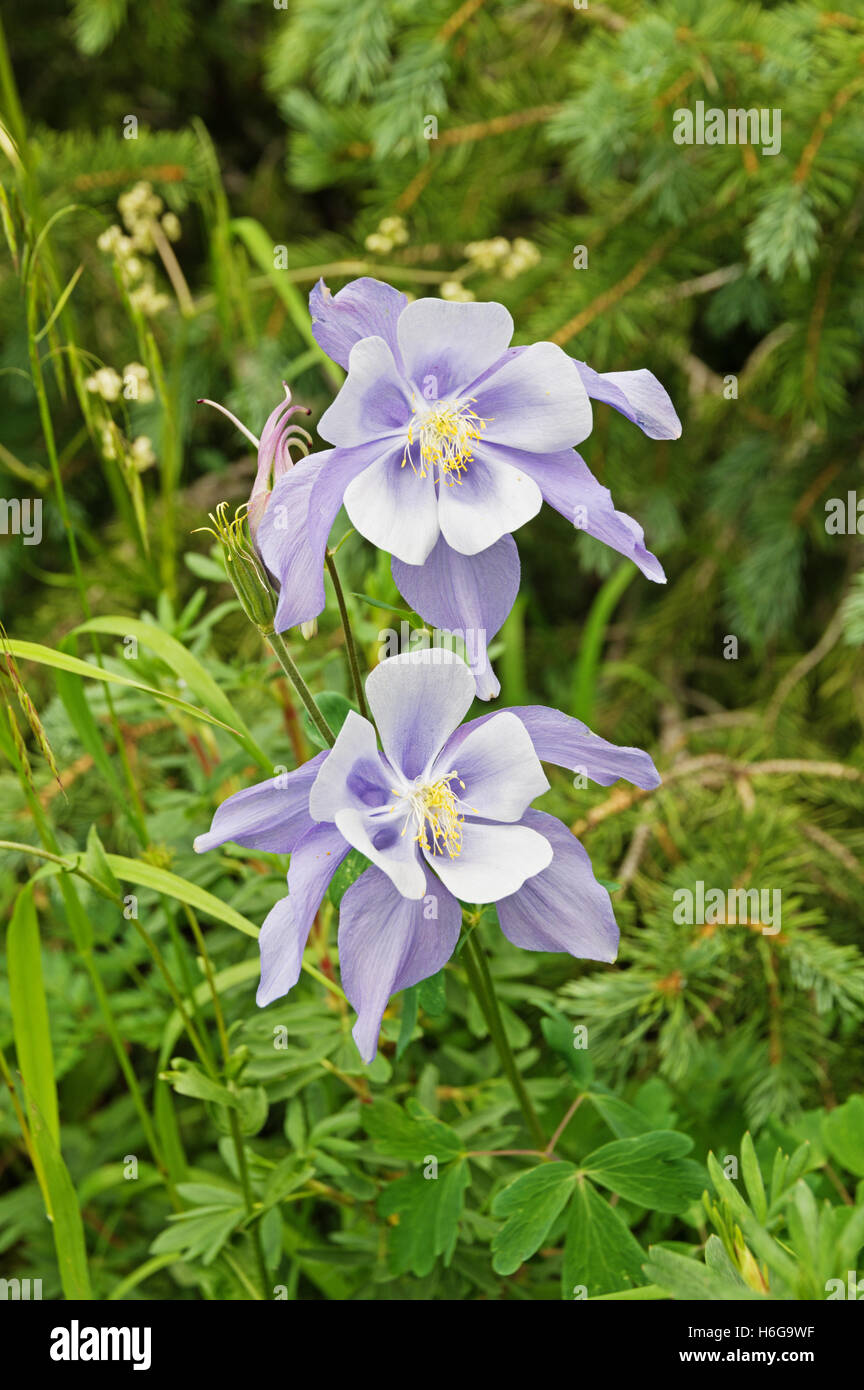 Colorado blue columbine wildflowers in Chicago Basin Stock Photo