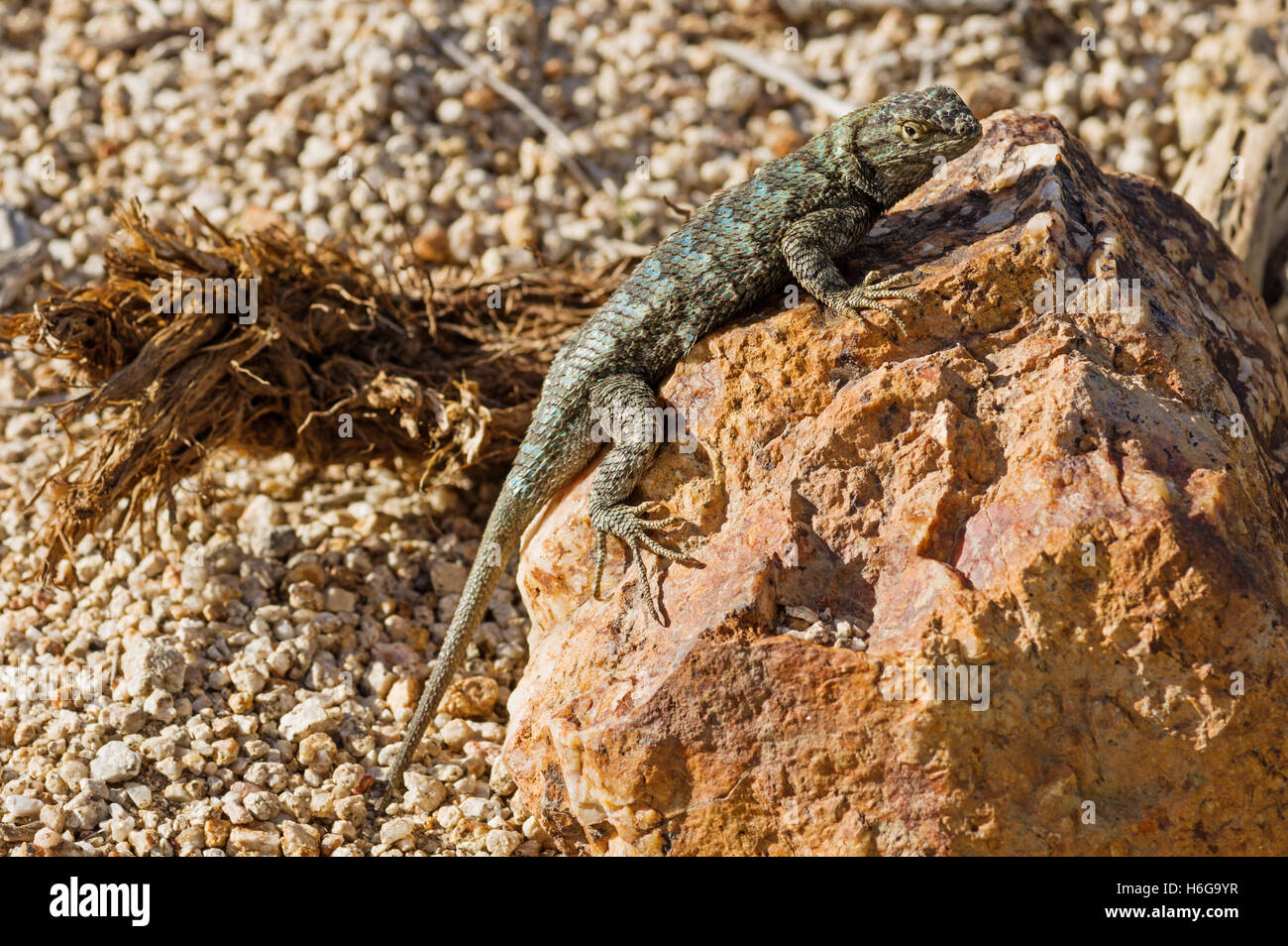Great Basin Fence Lizard Sceloporus occidentalis longipes on a rock Stock Photo