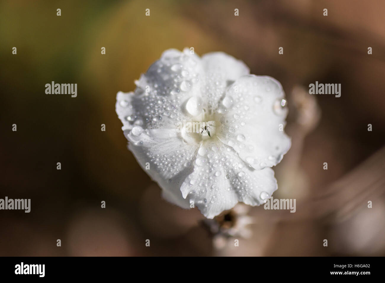 A close up of the droplet covered flower of a white-flowered rose campion (Lychnis coronaria 'Alba') Stock Photo