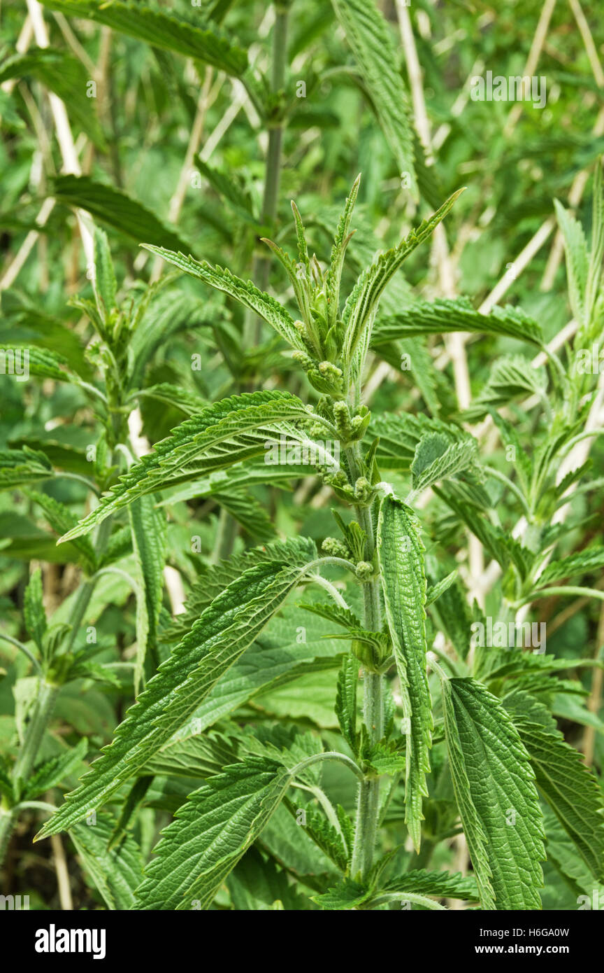 stinging nettle plants Urtica dioica growing in a patch Stock Photo