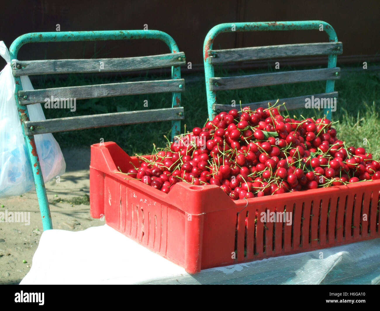 Cherry picking in Romania Stock Photo - Alamy