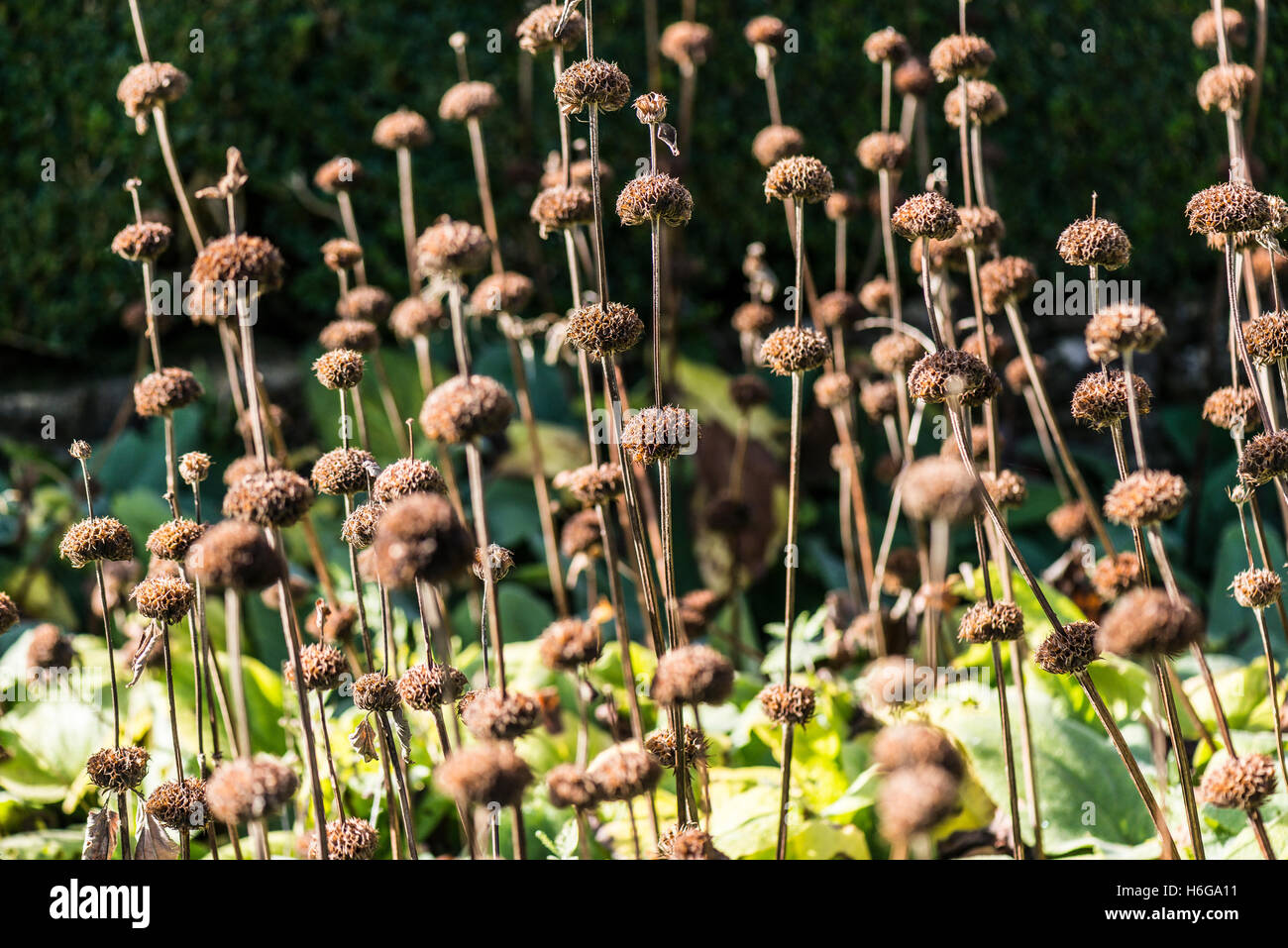 Seed heads of Jerusalem sage (Phlomis fruticosa) Stock Photo