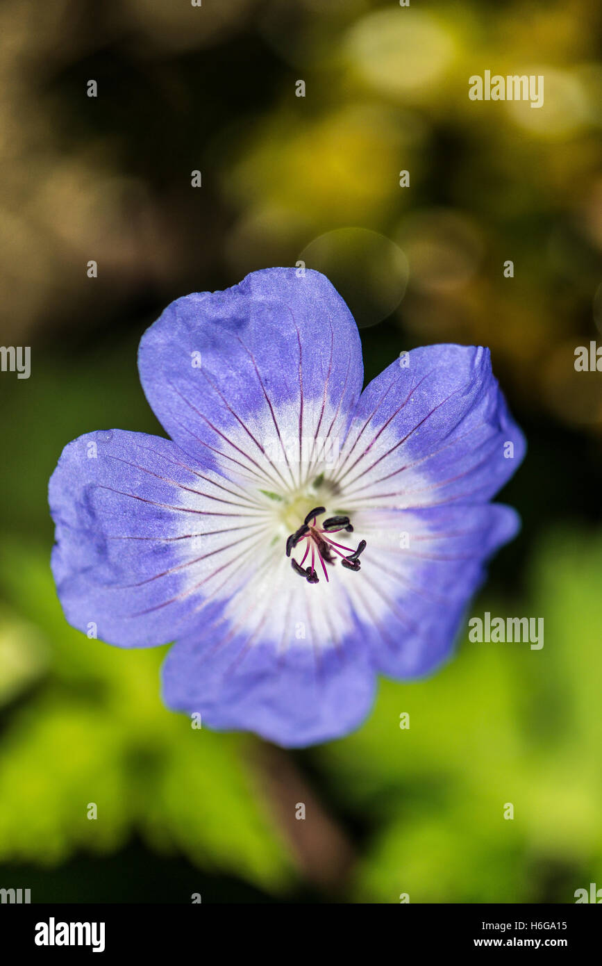 Geranium rozanne hi-res stock photography and images - Alamy