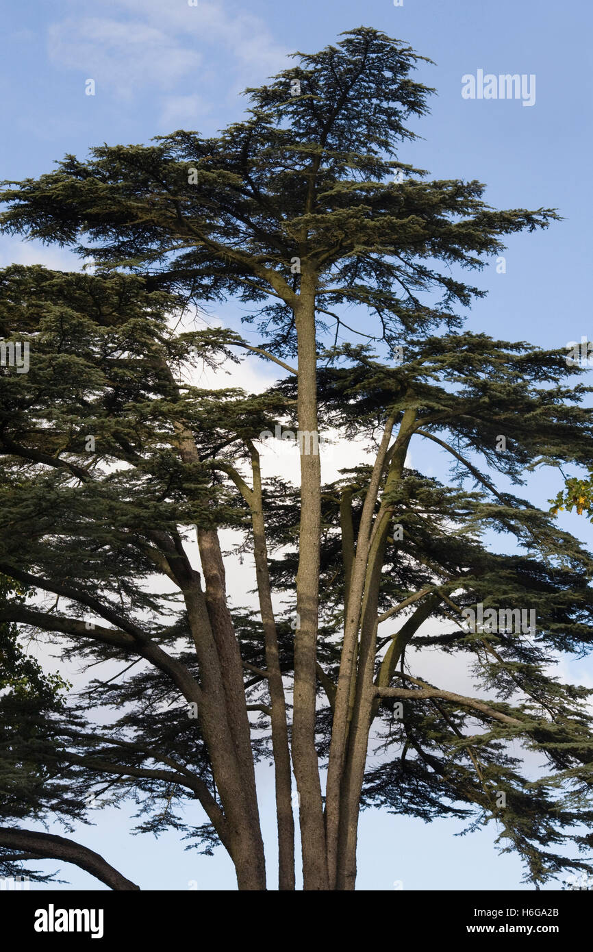 Cedrus atlantica. Atlas Cedar tree. Stock Photo