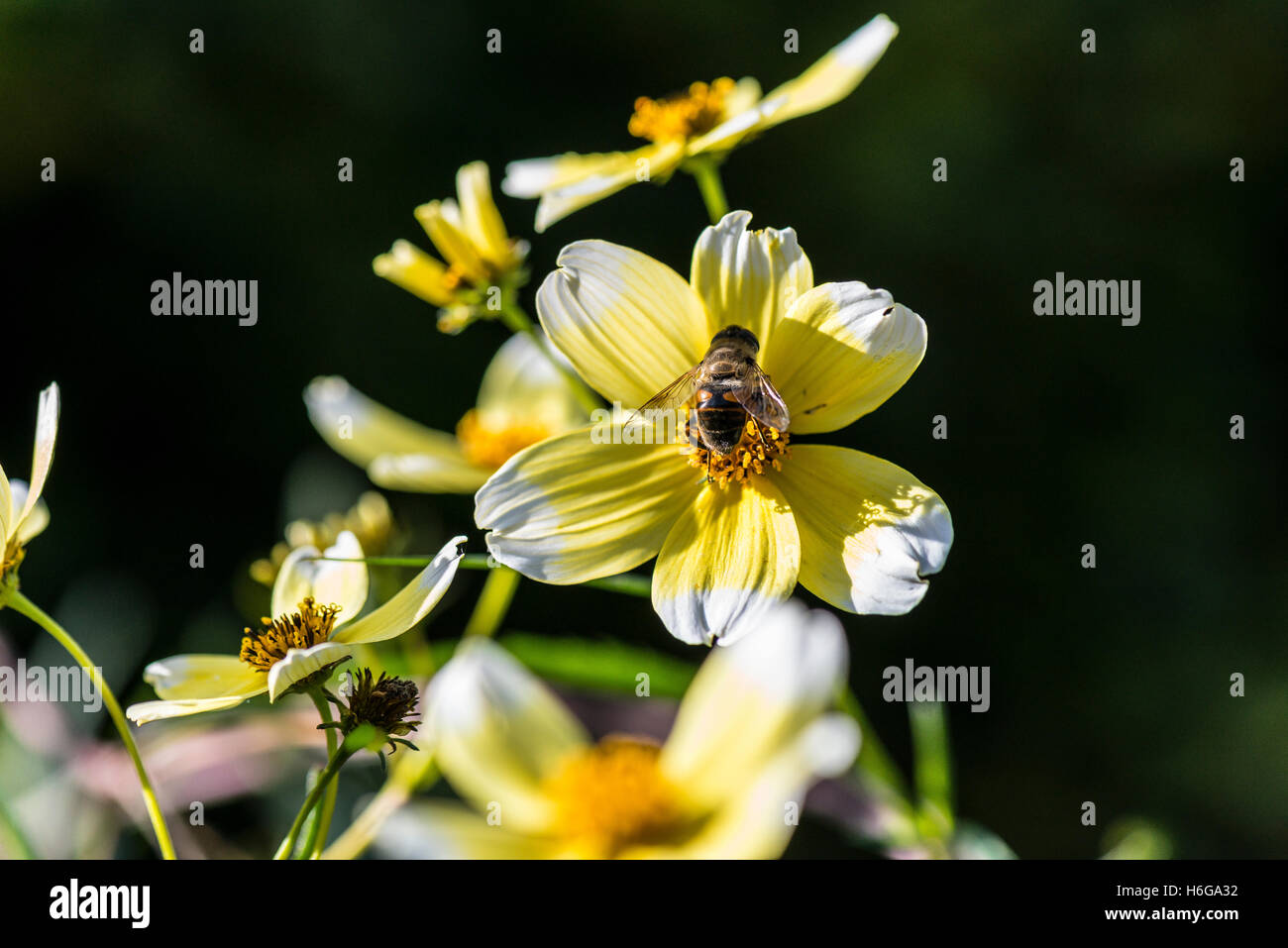 A female common drone fly (Eristalis tenax) on the flower of a Arizona beggarticks 'Hannay's Lemon Drop' (Bidens aurea 'Hannay's Lemon Drop') Stock Photo