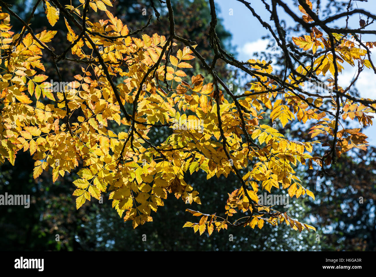 The leaves of a pride of India tree (Koelreuteria paniculata) in autumn