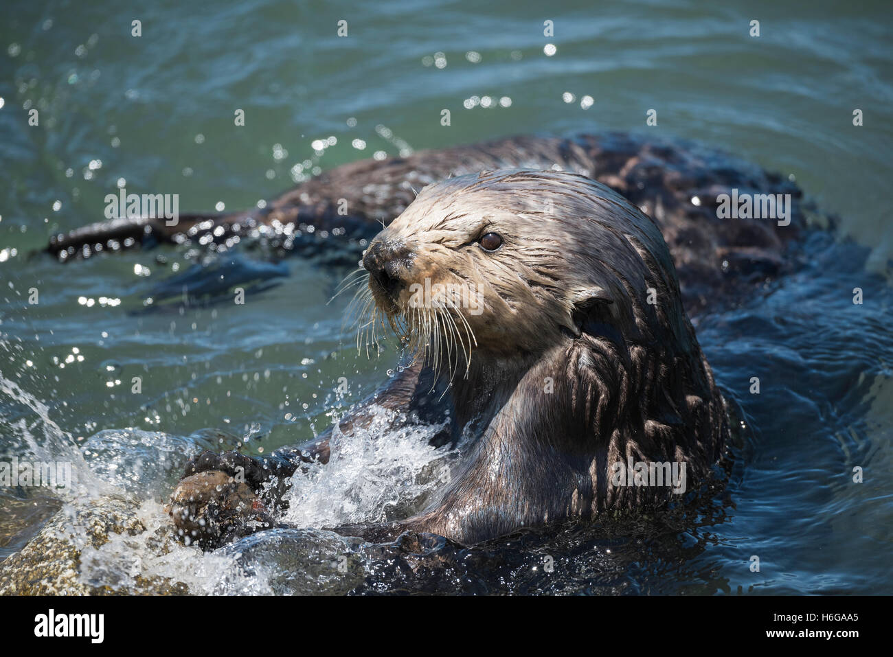 southern sea otter, Enhydra lutris nereis, smashes a mussel against a rock to break it open, Elkhorn Slough, California, USA Stock Photo